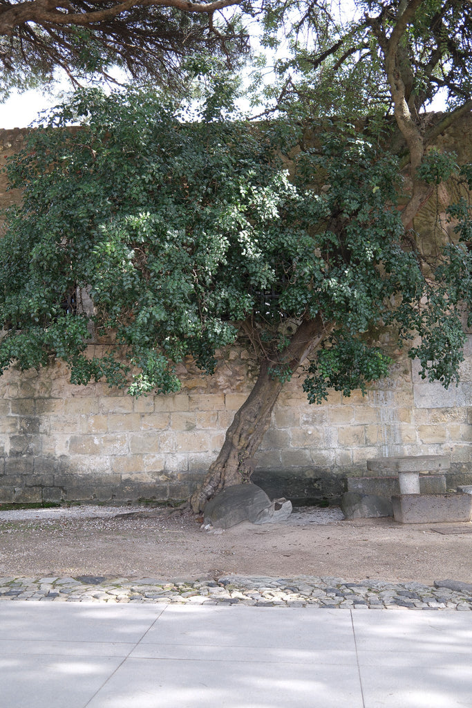 Where We Are Rooted Matters