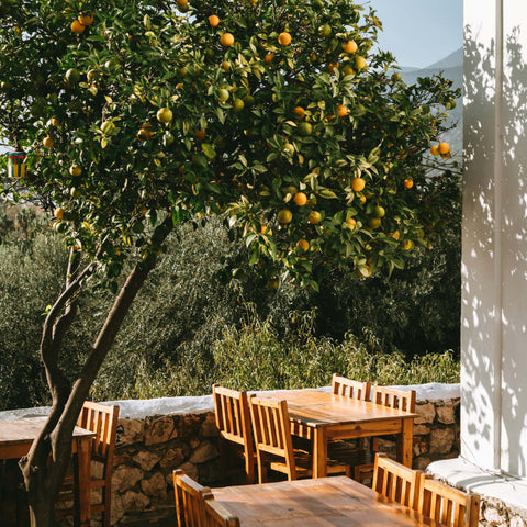 Citrus Grove - Soy Candle